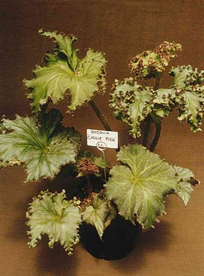 B. ‘Cassie Kidd’